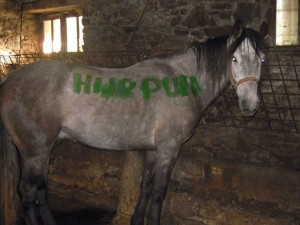 Pintada en Laciana (León) en un caballo de un militante ecologista, un atentado relacionado con un blog.