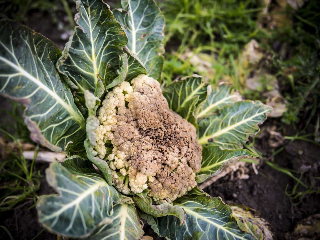 9,2 kilómetros cuadrados de terrenos agrícolas están afectados por la contaminación. Foto / Mauro Pagnano. 